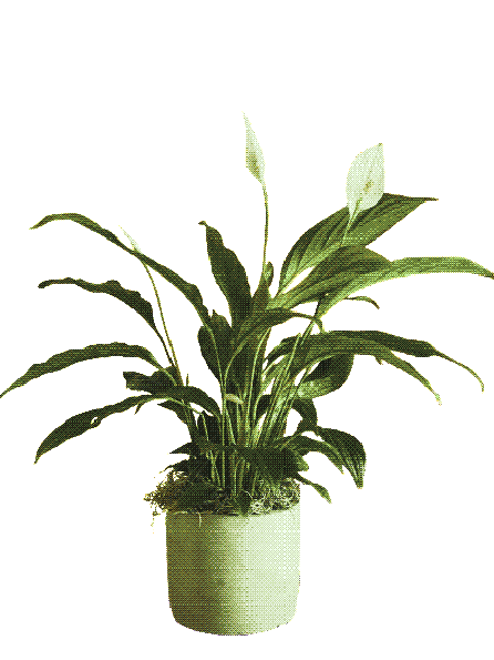 peace lily