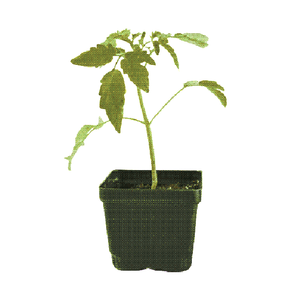 roma tomato plant